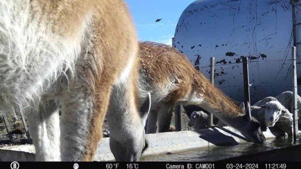 Camera trap captures guanacos drinking from a livestock water trough while sheep wait nearby in Patagonia.