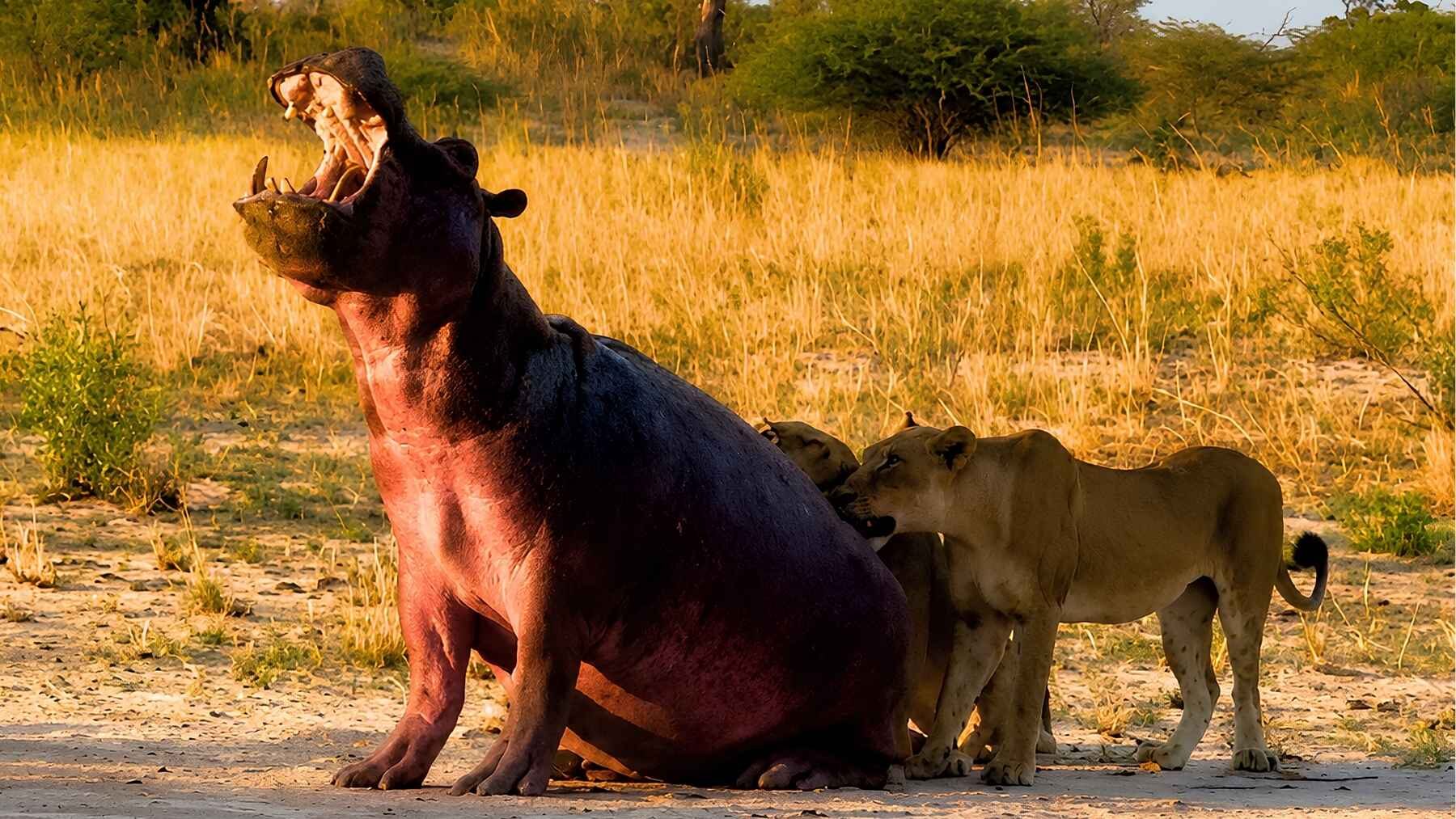 A massive hippo turns toward young lions during a confrontation in Botswana.