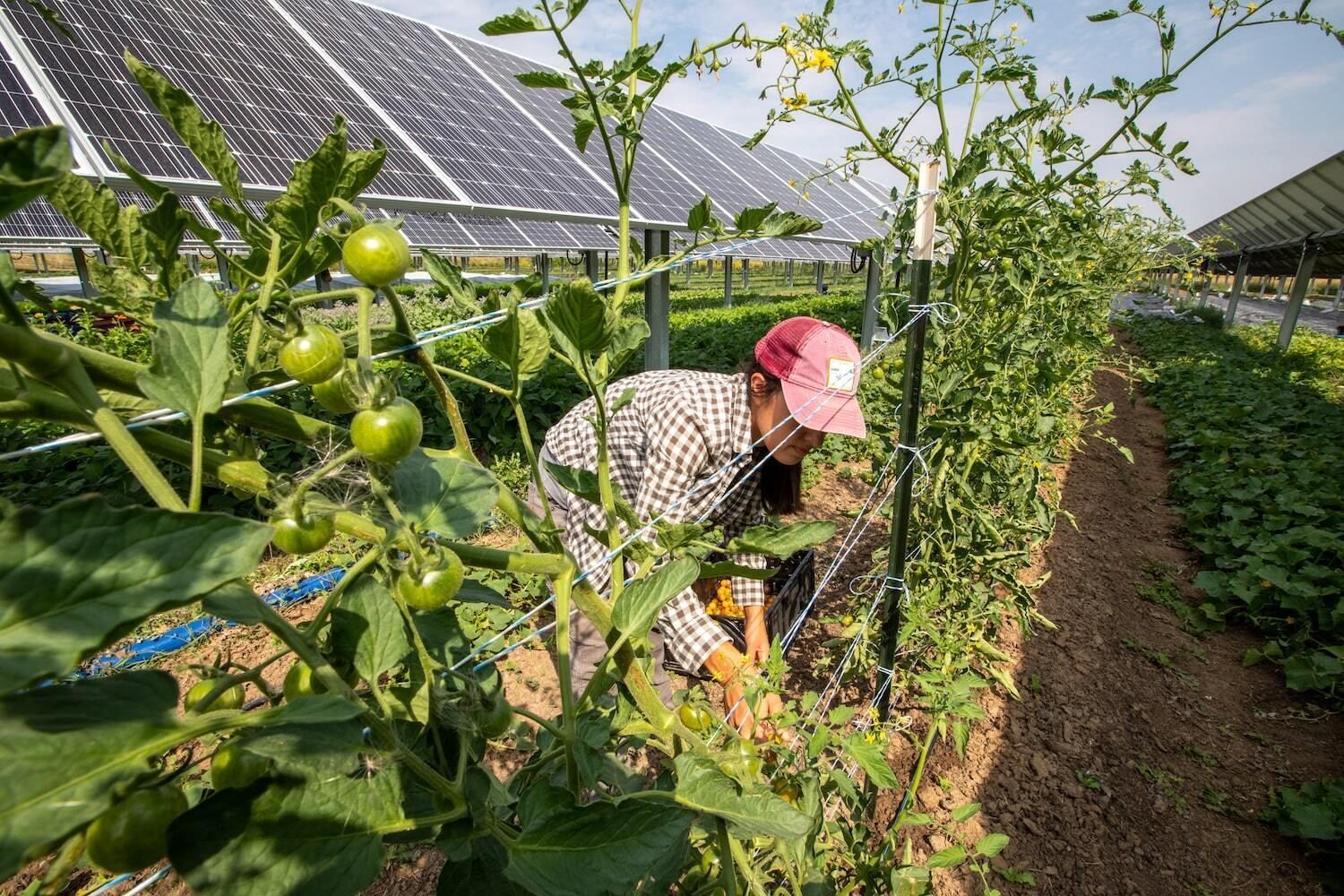 A farmworker harvests tomatoes growing beneath solar panels at Jack's Solar Garden