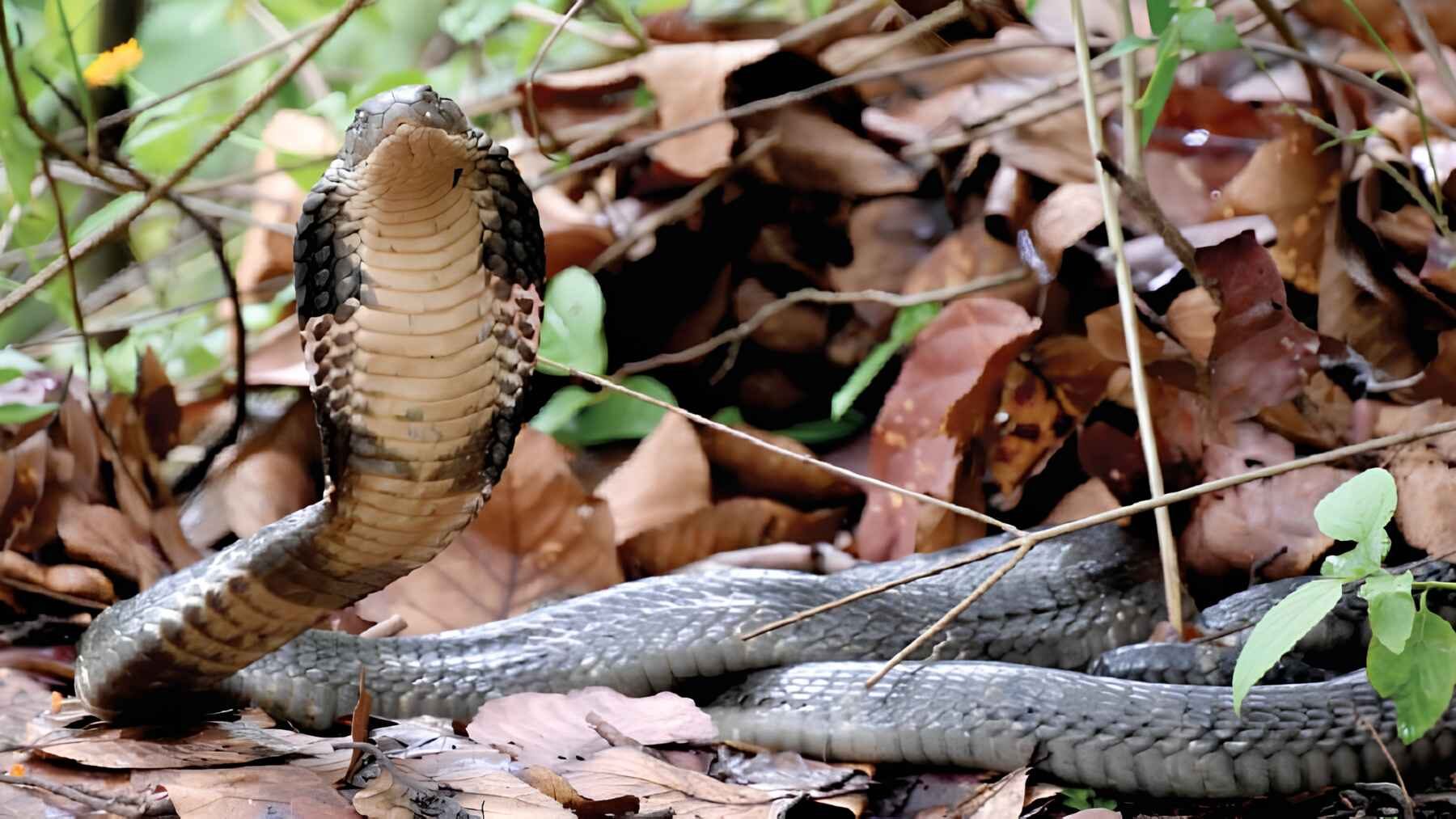 King cobra rising above eggs in a nest made from forest vegetation.
