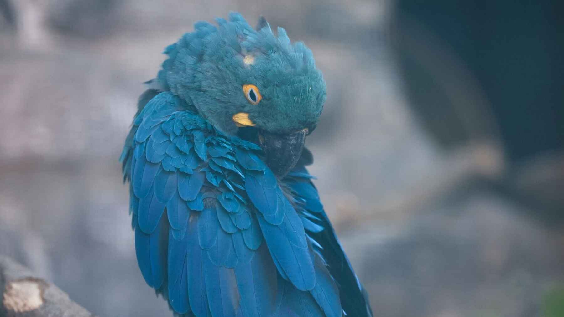 Lear's macaw at Pairi Daiza in Belgium