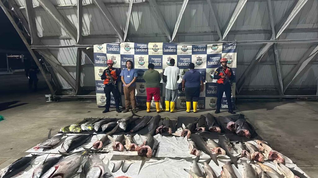 Seized marine animals displayed after Colombian authorities intercepted a fishing boat near the Malpelo Marine Sanctuary.