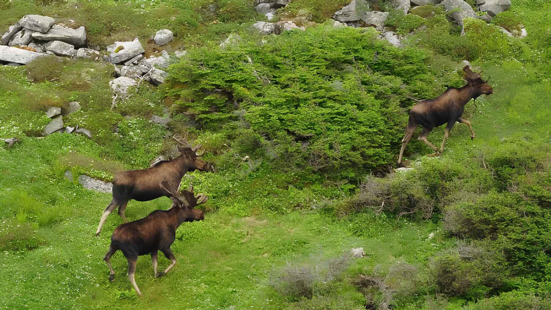 Several moose moving through green forest habitat.