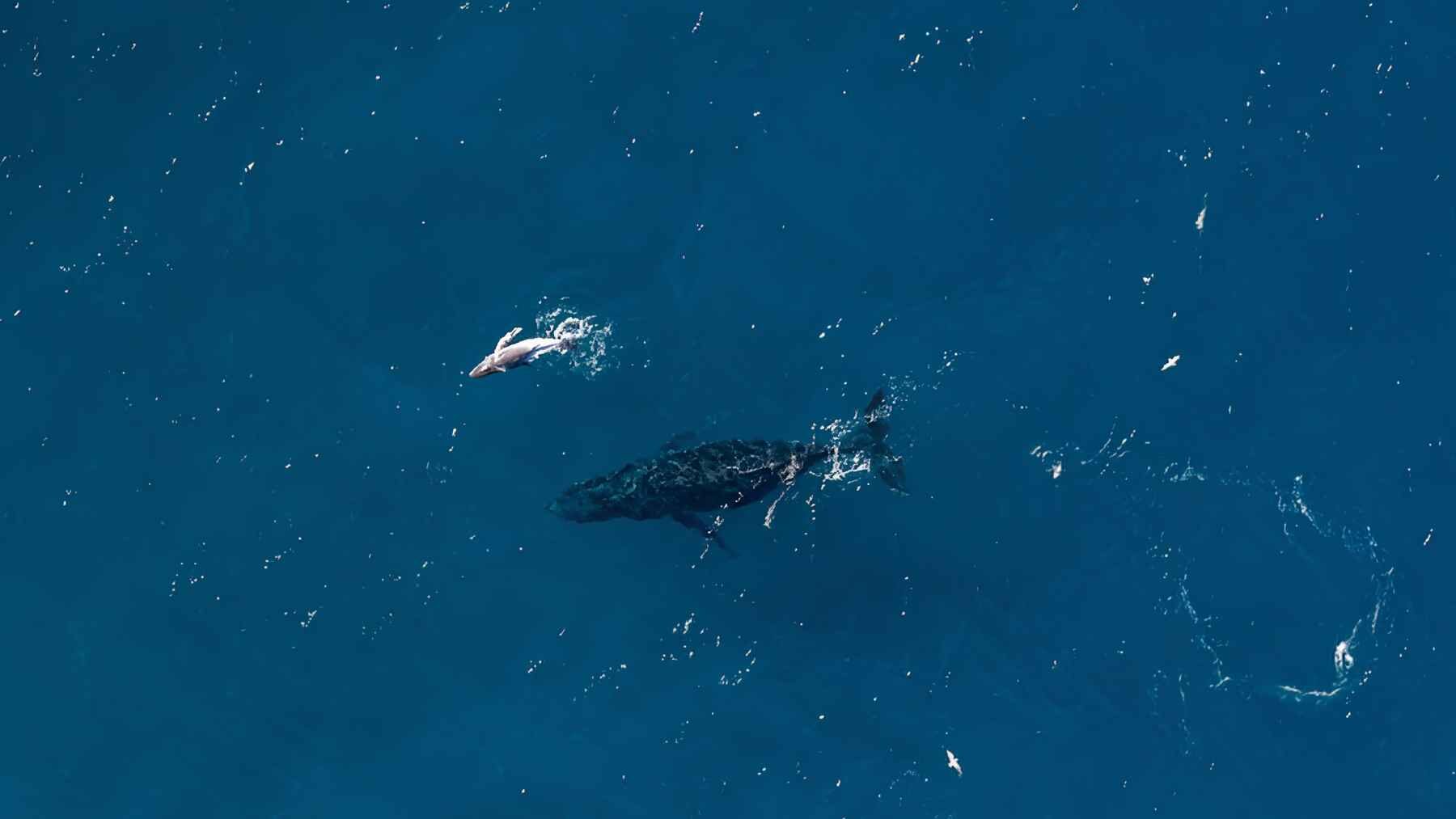 Newborn humpback whale calf surfacing beside its mother off Australia