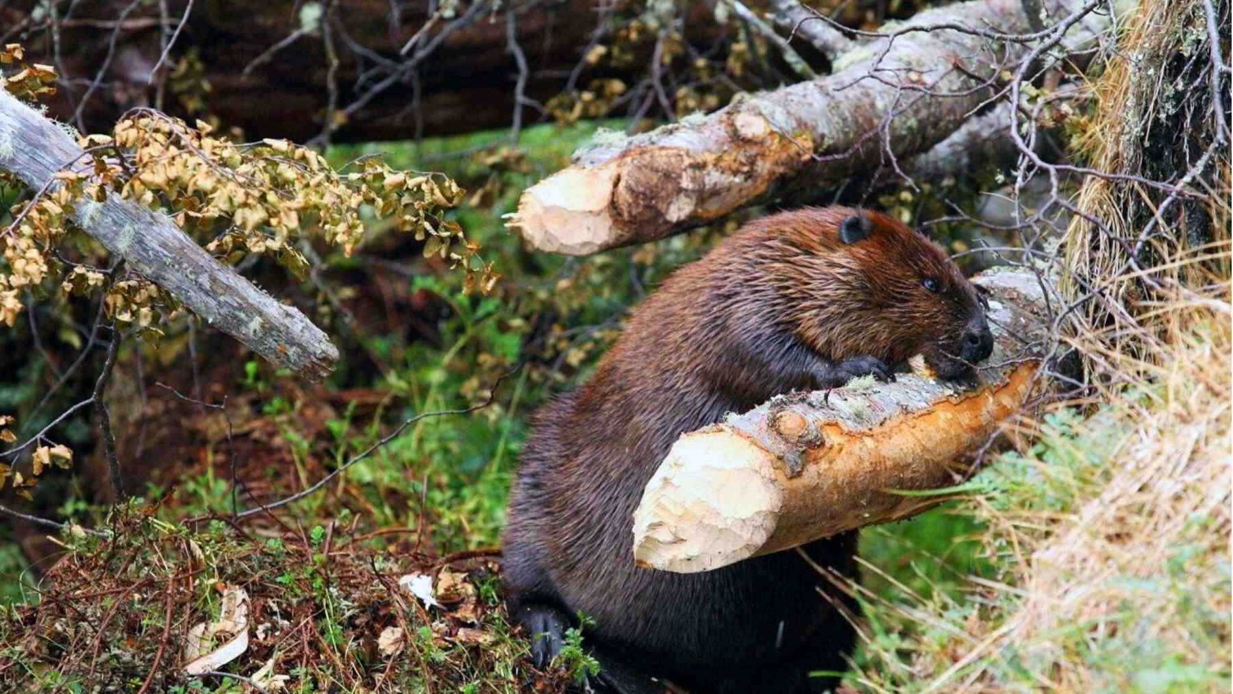 A beaver dam has transformed part of Tierra del Fuego's native forest into flooded wetlands.