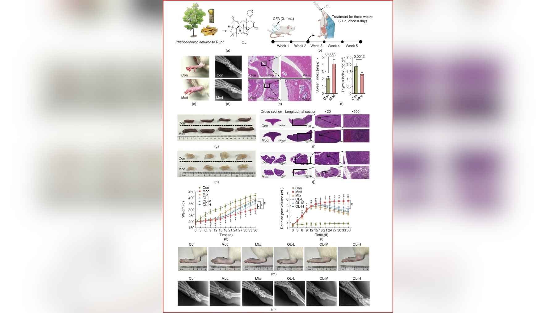 Experimental results from a rat study testing obakulactone against rheumatoid arthritis-like inflammation.