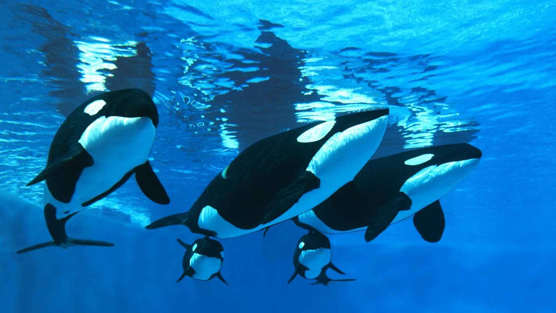 A family group of orcas swimming together, illustrating the social cooperation described in the study.