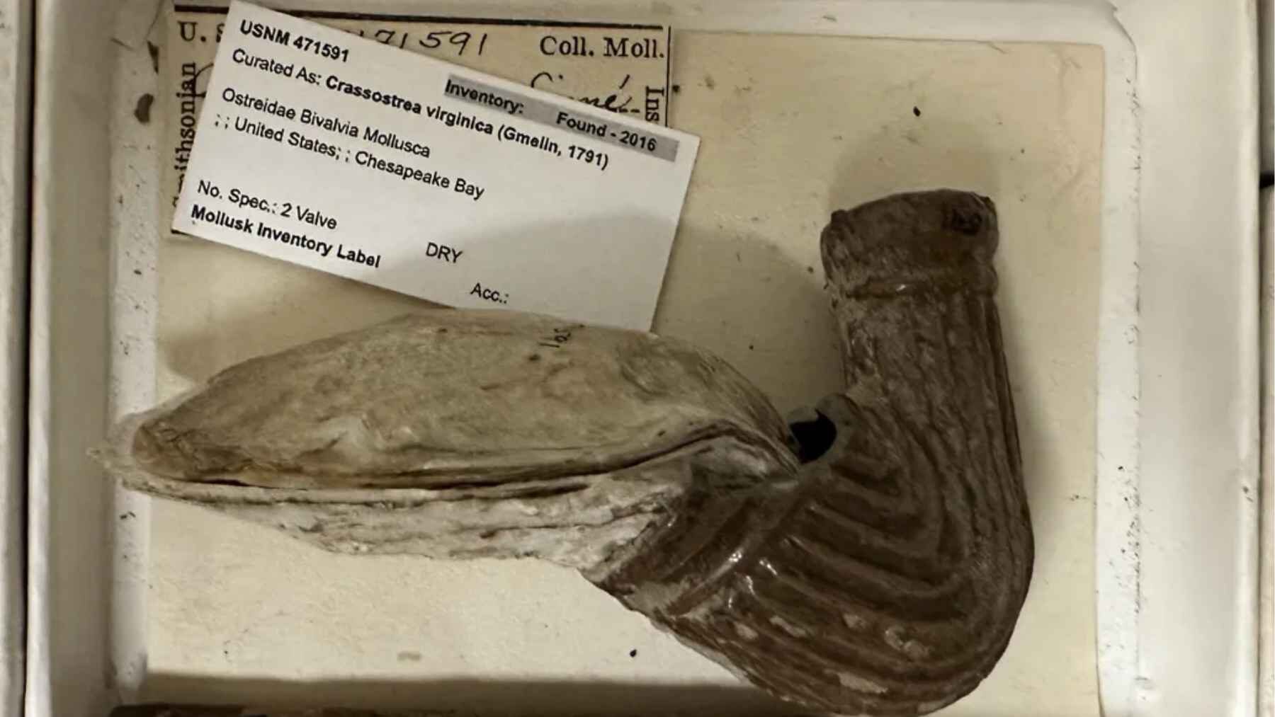 Eastern oyster attached to a smoking pipe collected from Chesapeake Bay.