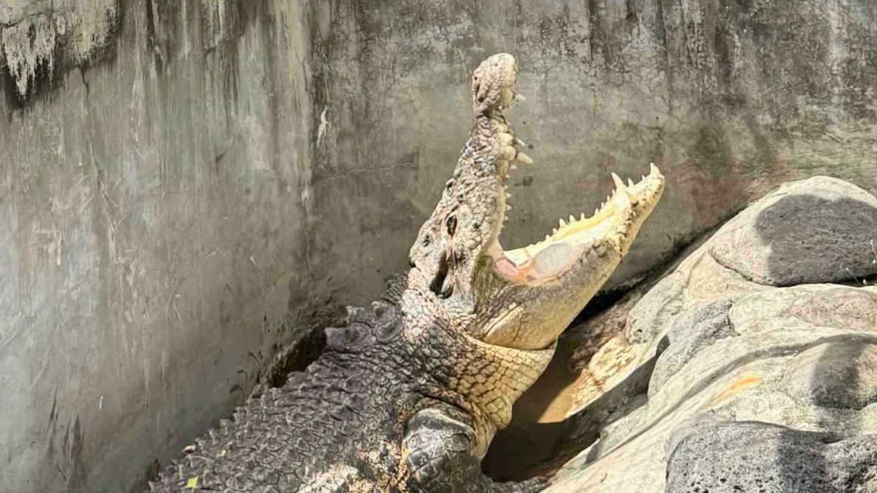 Large female saltwater crocodile rescued in Magalang, Pampanga