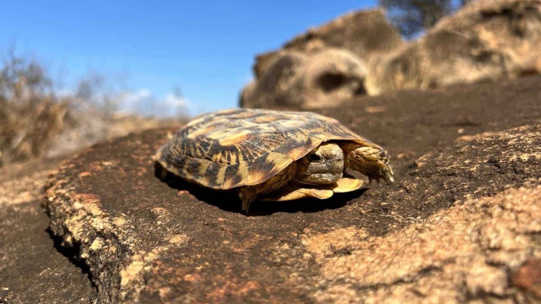 A pancake tortoise rests on rocky terrain in its natural habitat.