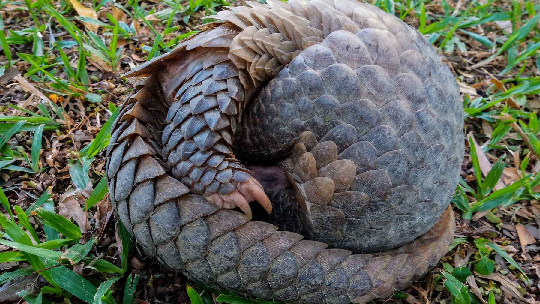 Pangolin curled into a defensive ball with its overlapping scales visible.