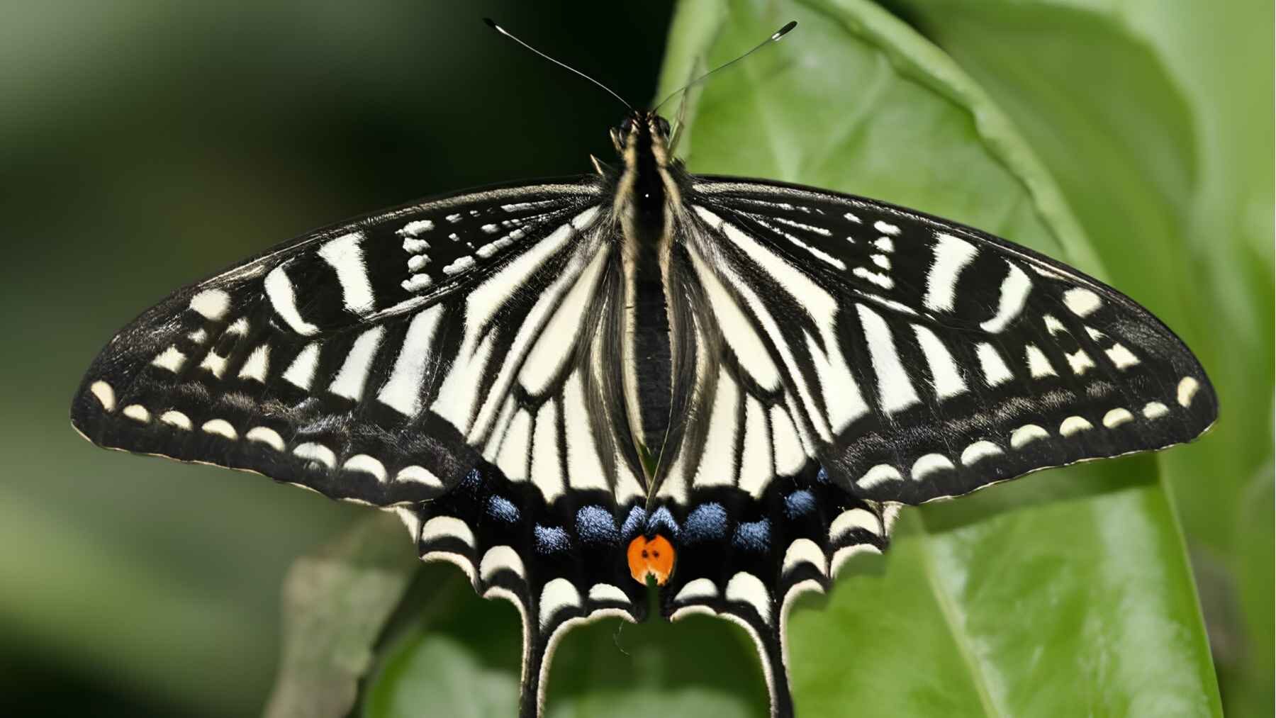 Papilio xuthus swallowtail butterfly resting on a green leaf.
