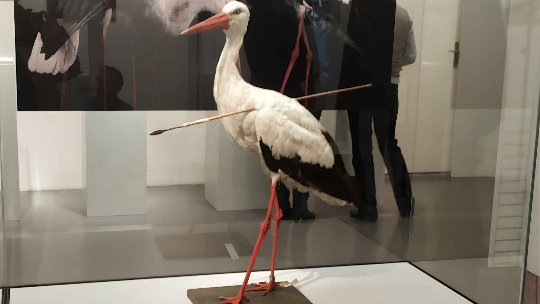 The historic Pfeilstorch specimen displayed with the African spear that pierced its body during migration.