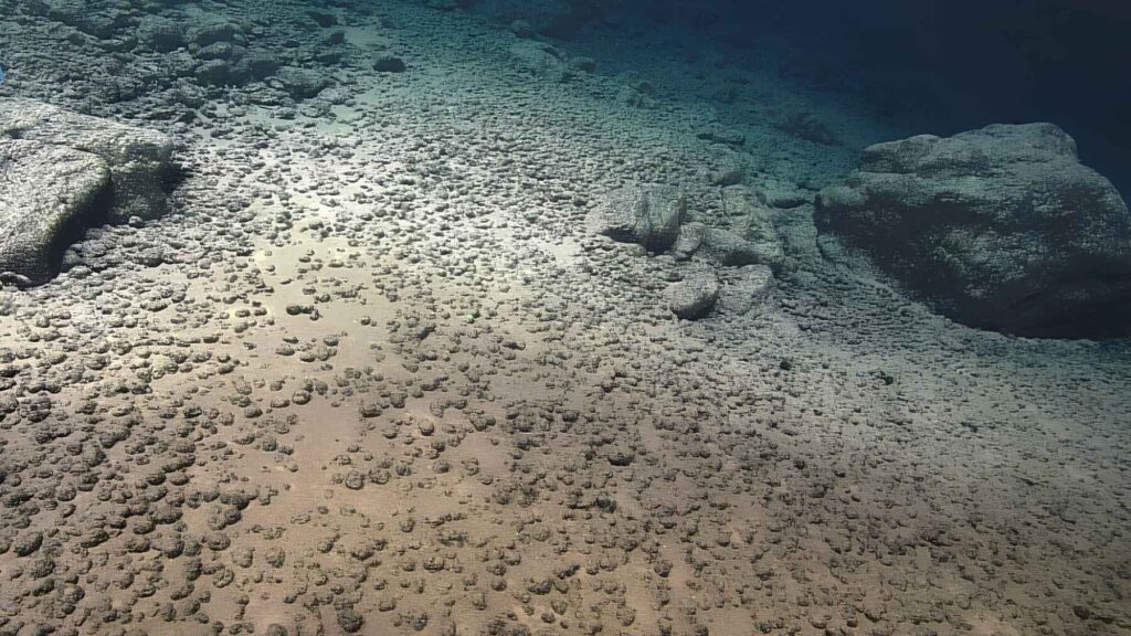 Polymetallic nodules resting on the deep ocean floor.