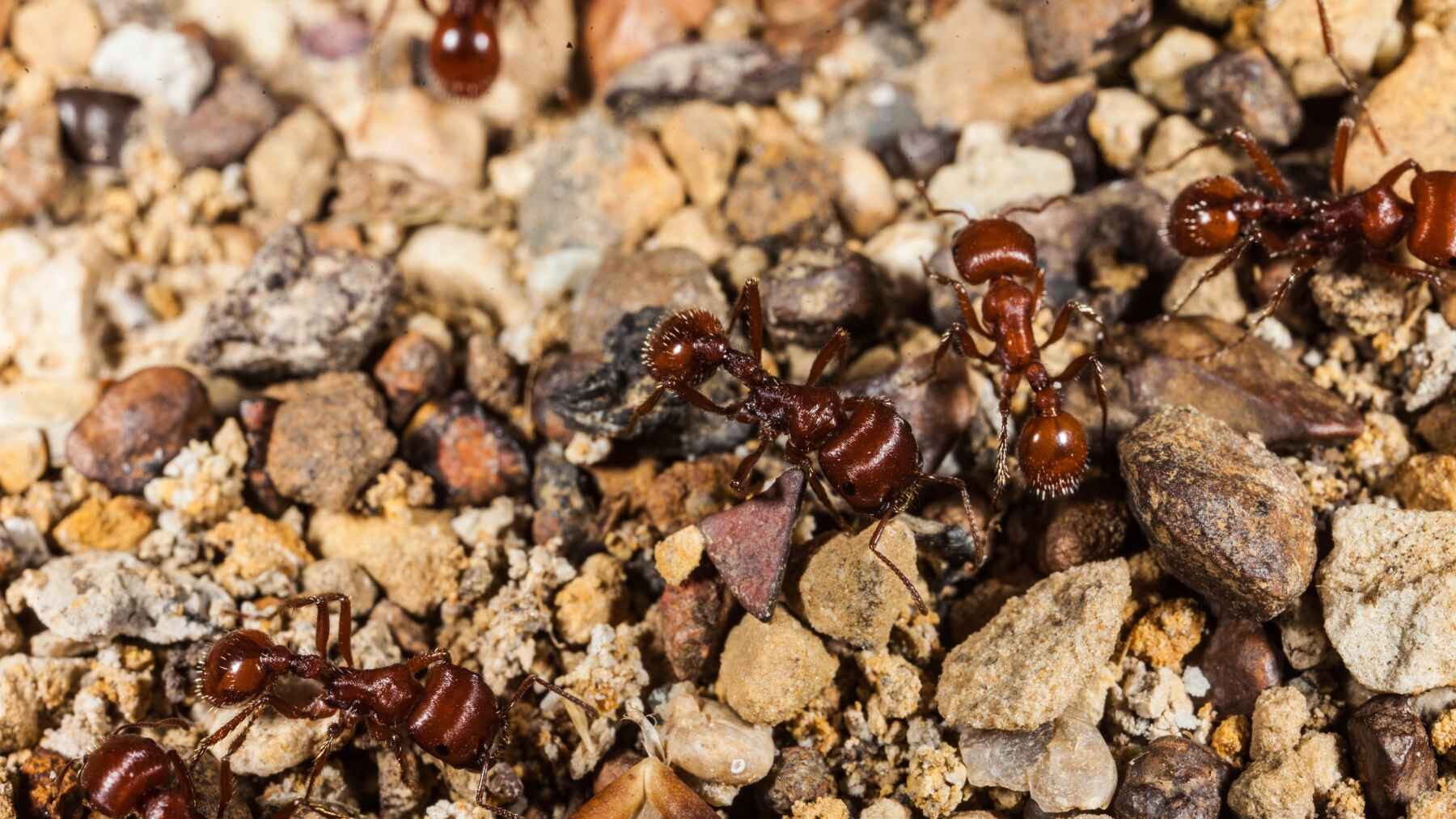 Red harvester ants moving across rocky ground.