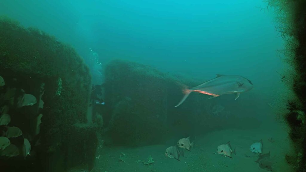 Retired New York City subway cars resting on the Atlantic seabed as artificial reef structures.