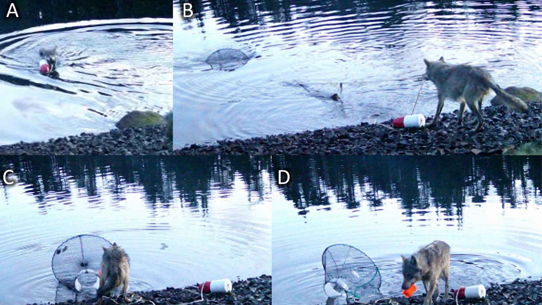 Camera-trap sequence shows a wild coastal wolf retrieving a submerged crab trap by its buoy and rope in British Columbia.