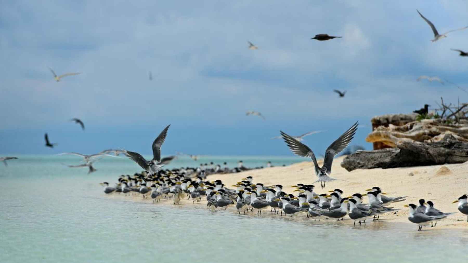 A large seabird colony gathers on a tropical island, transporting ocean nutrients that help sustain nearby coral reefs.