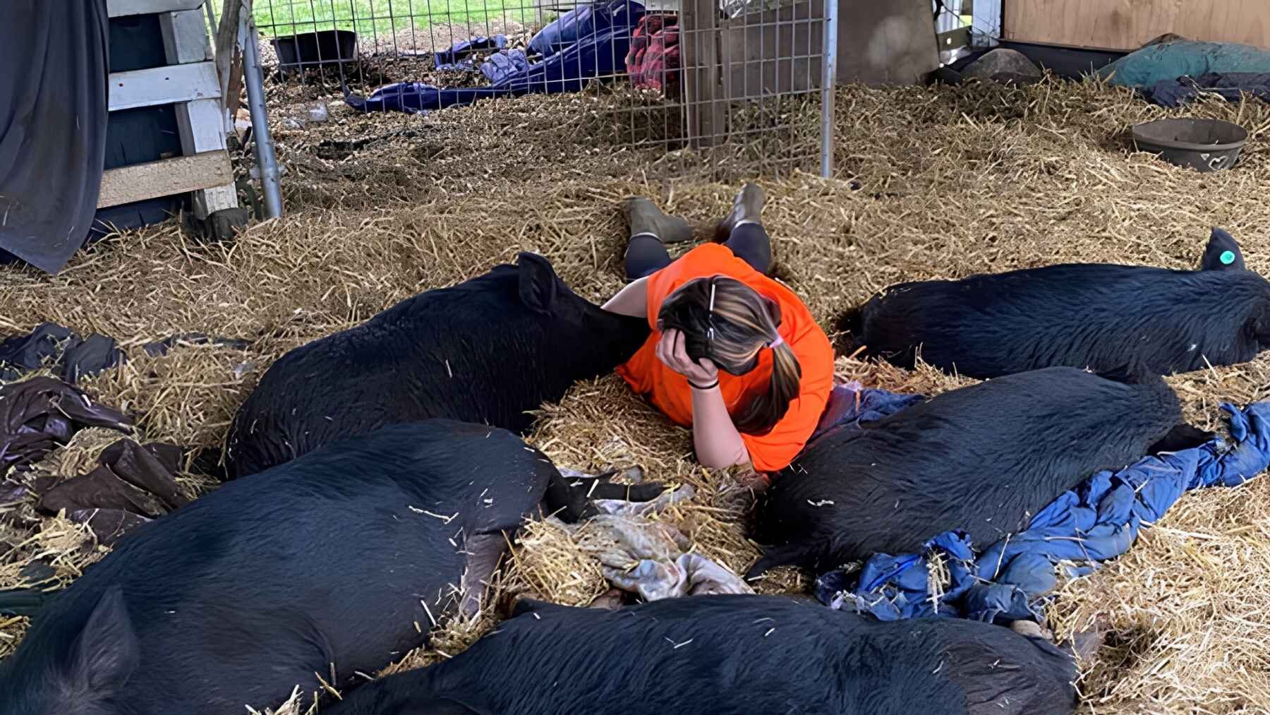 Caretaker surrounded by rescued pigs at Selah’s Pig Sanctuary in Hawaii.