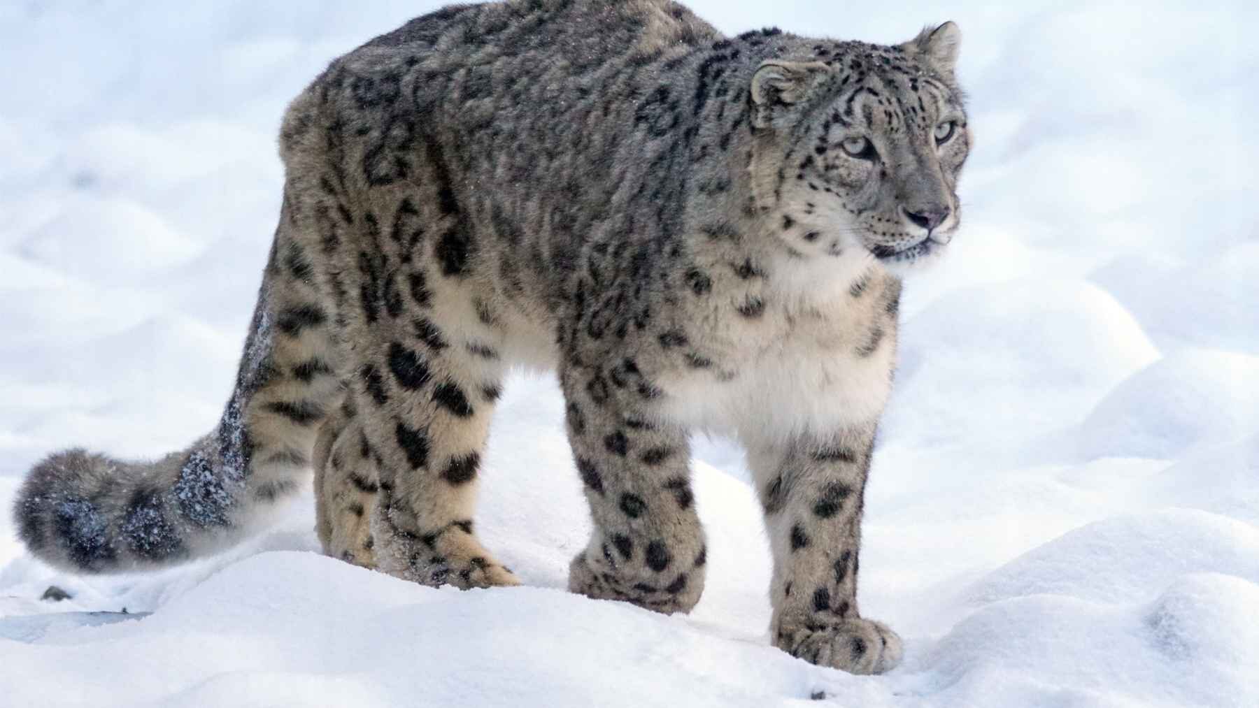 Snow leopard walking through snow in the Himalayas during a GPS tracking study on cross-border movement.
