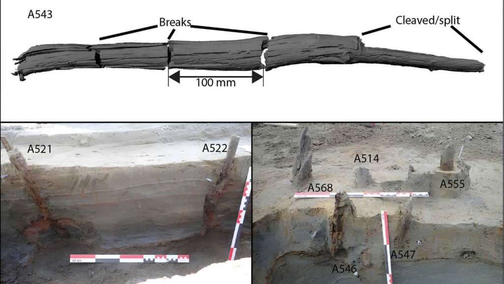 Ancient wooden fish trap posts excavated at Lake Tesse in Norway, revealing a 7,000-year-old Stone Age fishing structure.