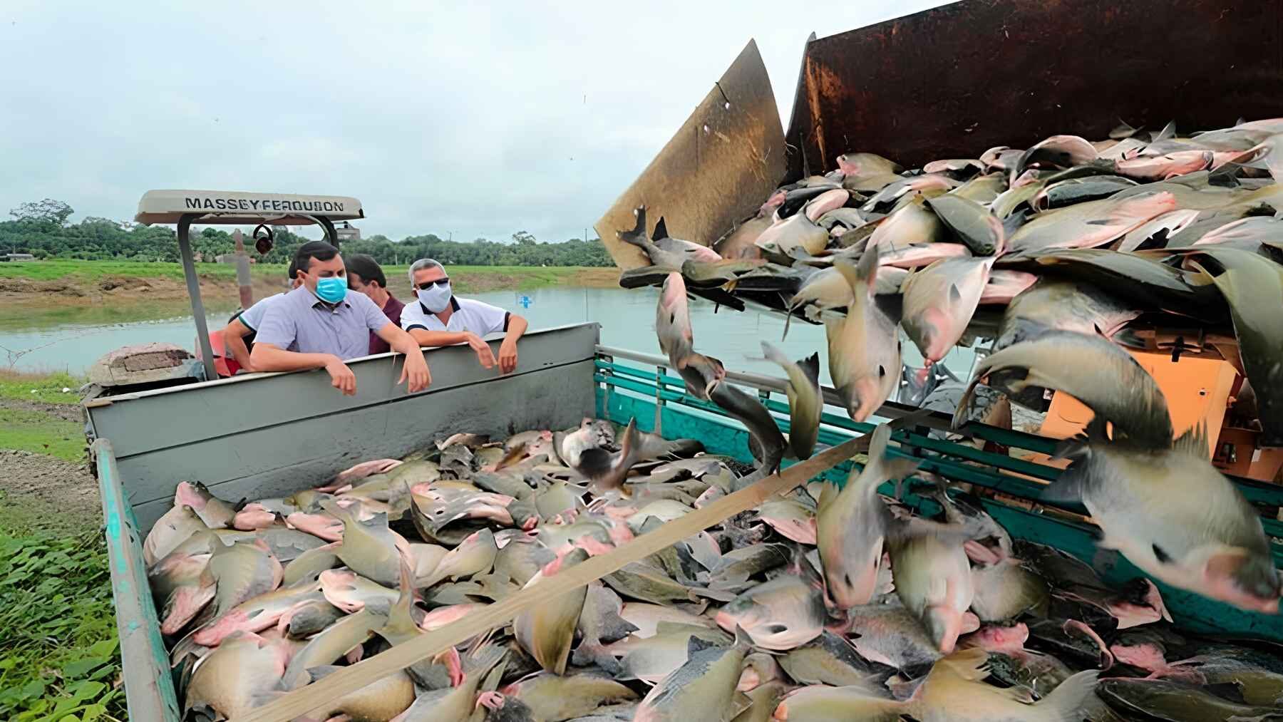 Large quantities of tambaqui fish are transferred into a vehicle during a fish harvest.