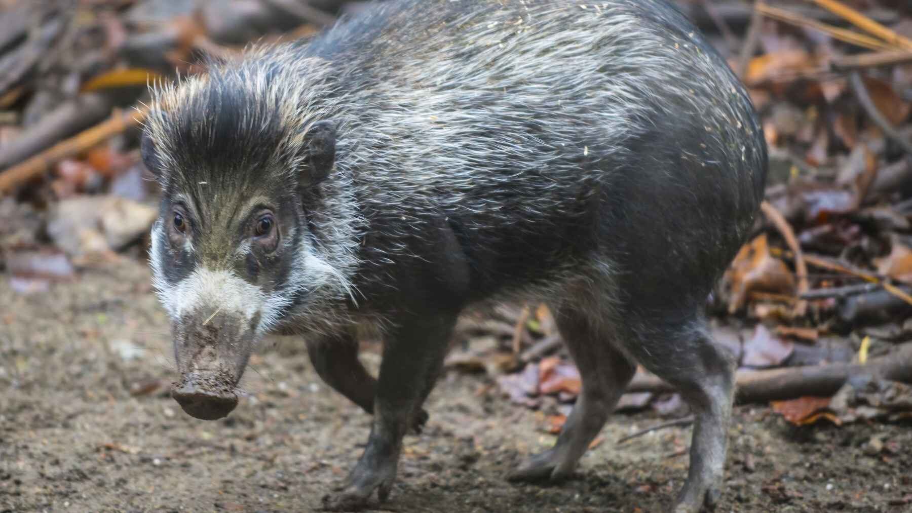 Visayan warty pig, one of the threatened species included in the Phoenix Species Project