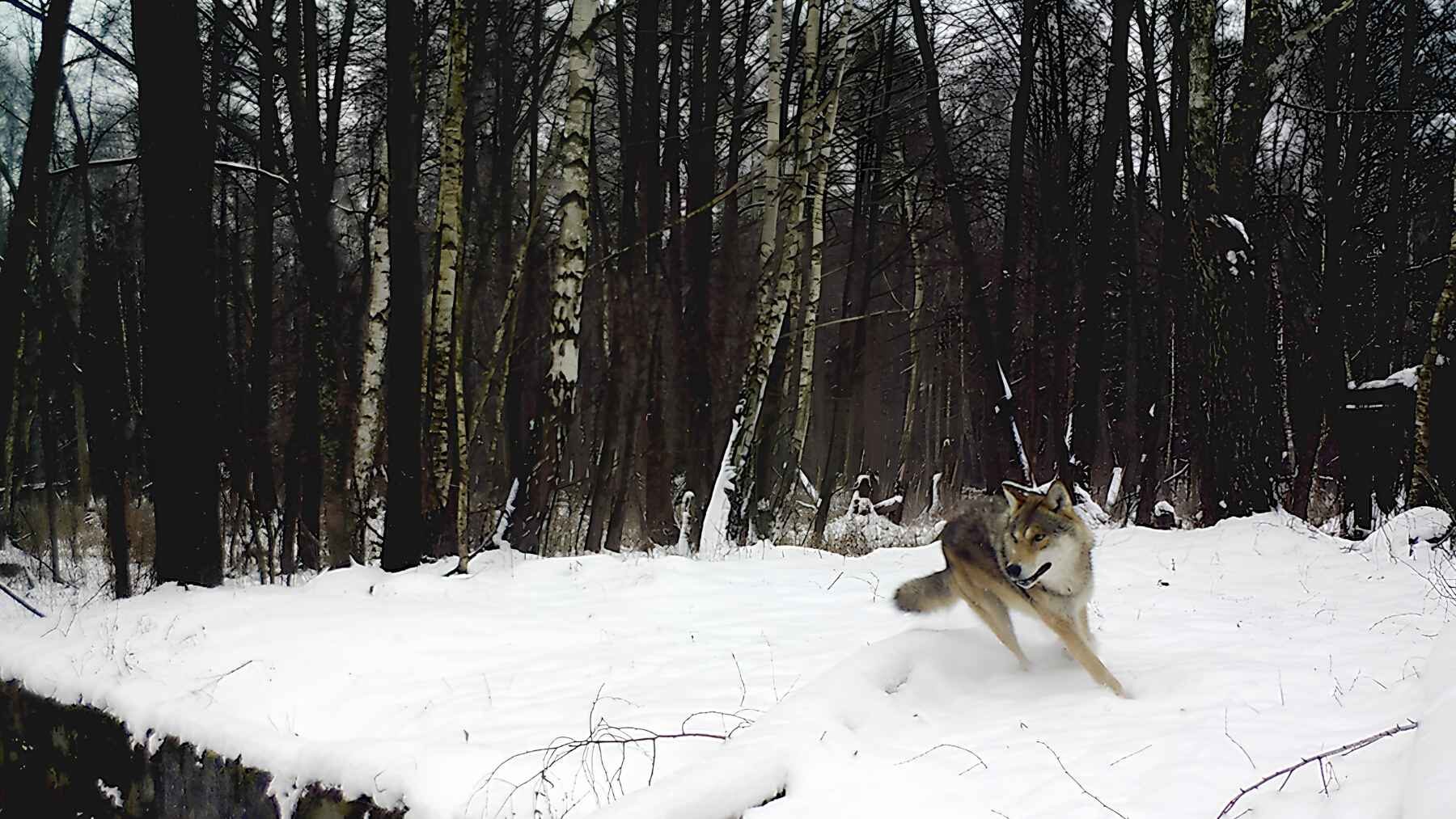 Wolf captured by a camera trap in the snowy Chernobyl Exclusion Zone.