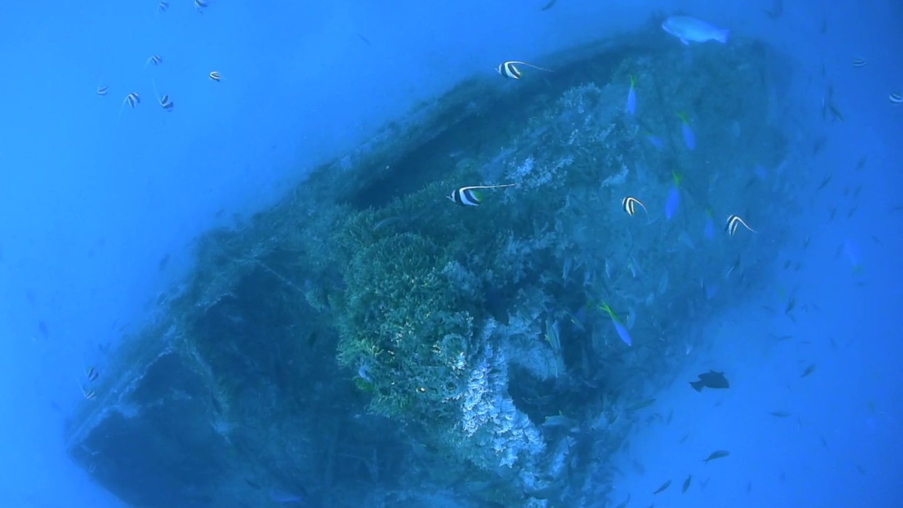 Shipwreck on the seafloor off Queensland surrounded by fish
