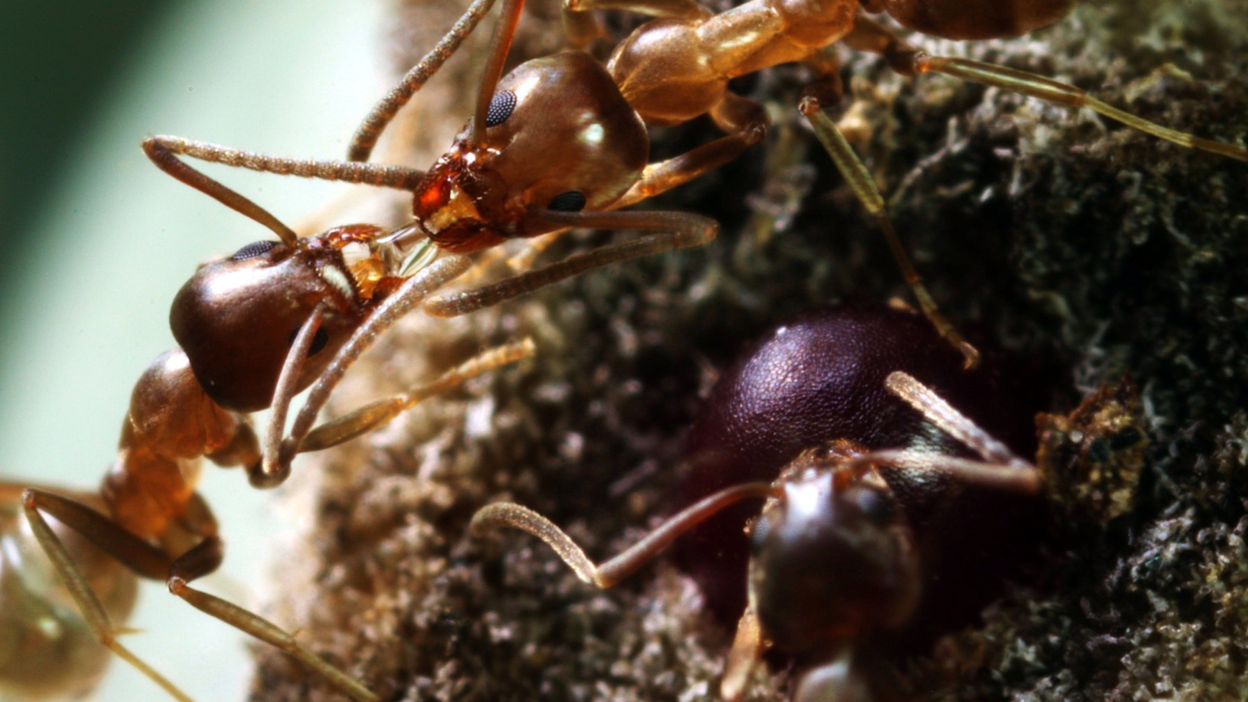 Two Argentine ant workers passing food mouth to mouth on a cactus