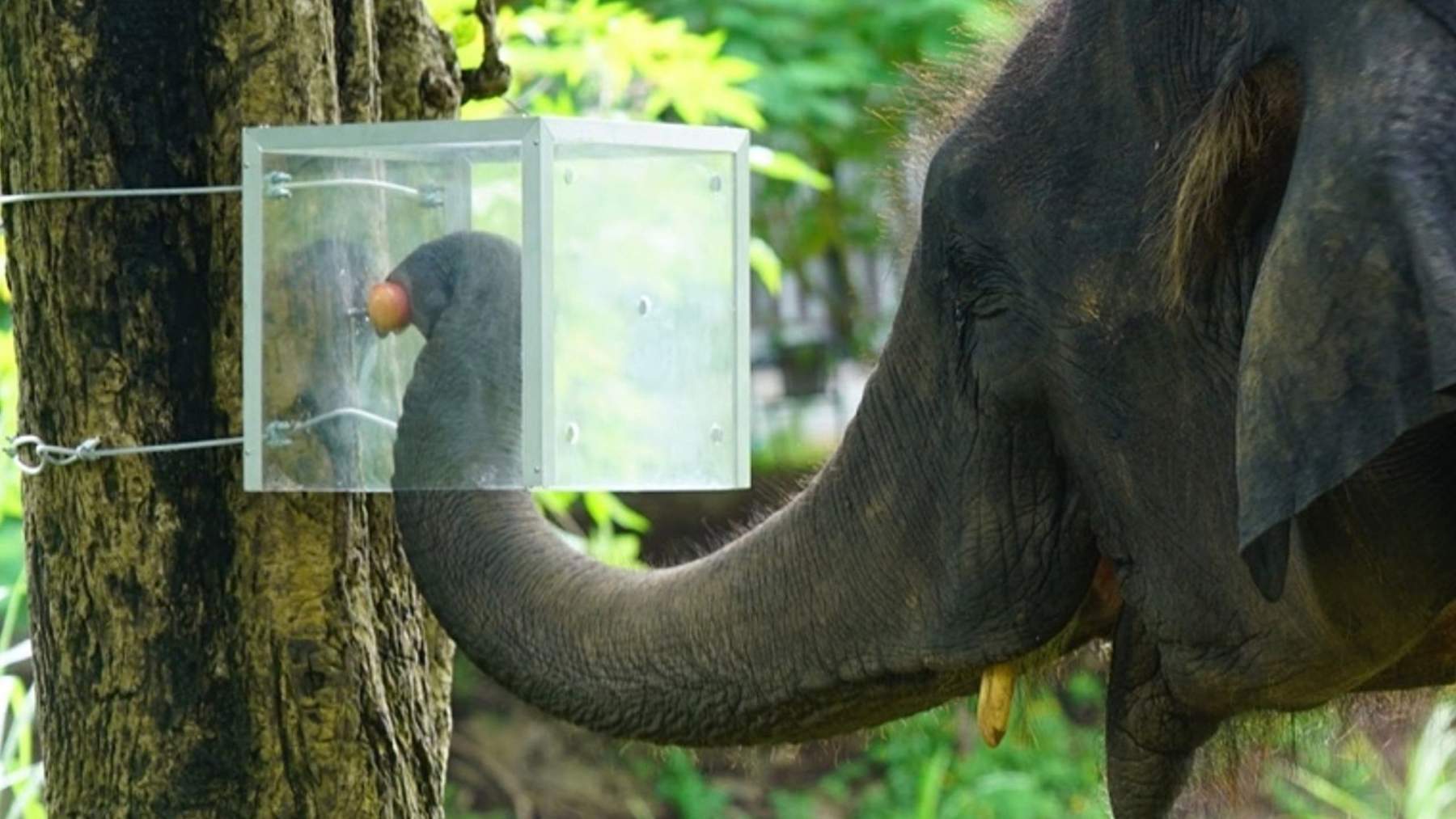 Asian elephant reaching into a transparent box for fruit