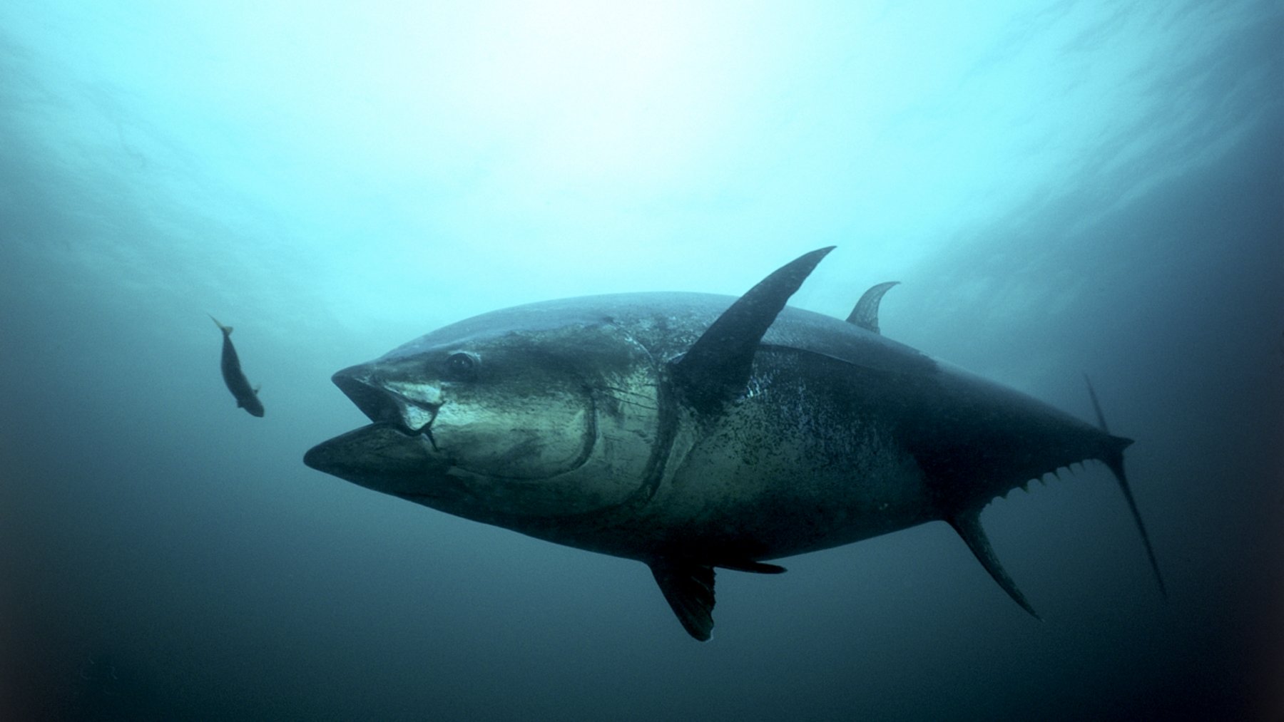 Large Atlantic bluefin tuna swimming in blue open ocean water