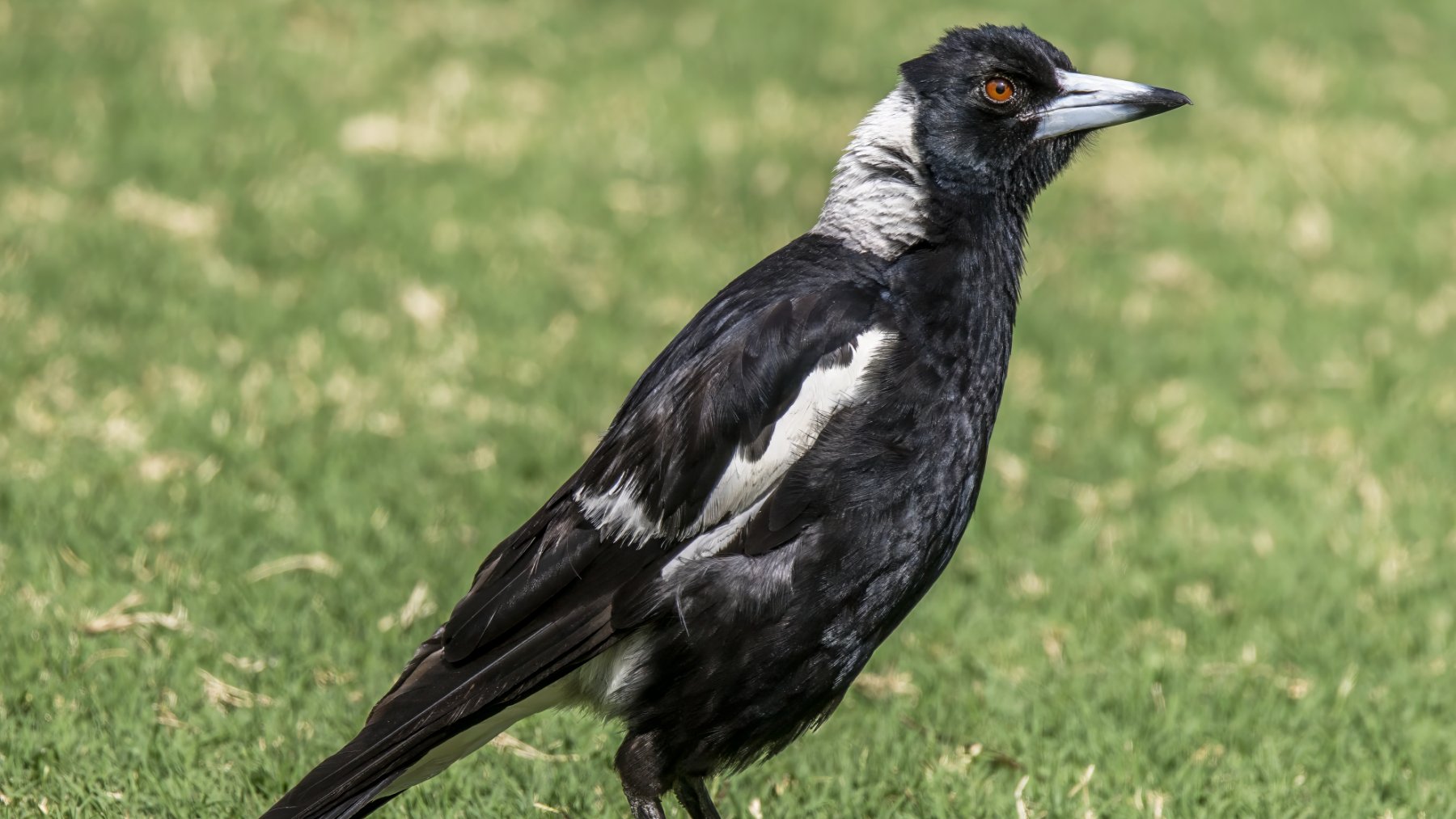 Australian magpie perched on a branch in Sydney