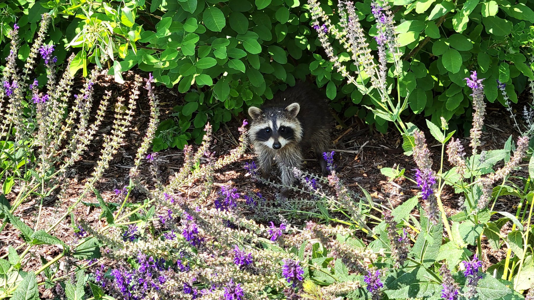 Young raccoon peeking out from between lavender plants