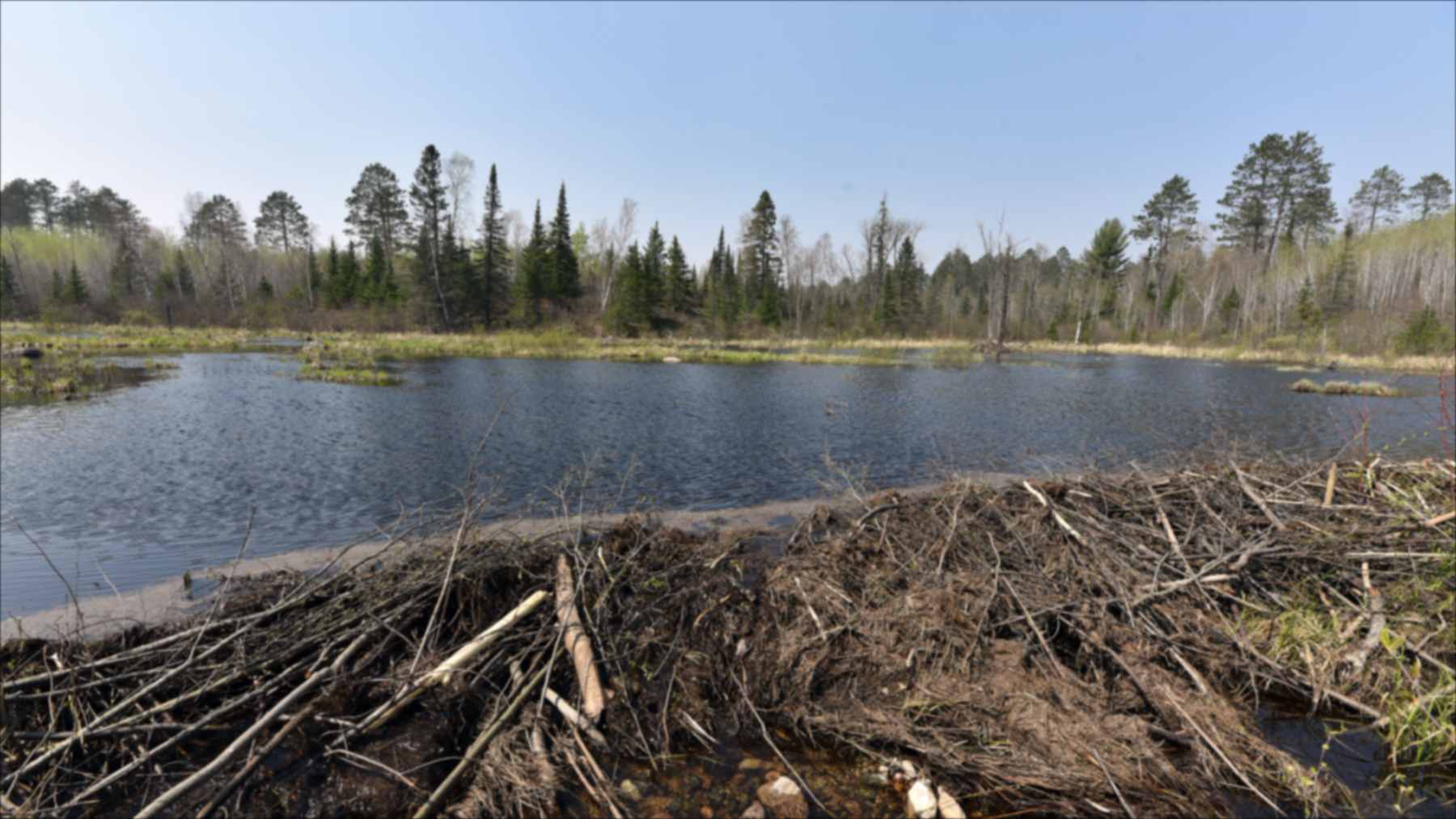 A beaver dam of branches and mud holding back a wide pond at the edge of a wood