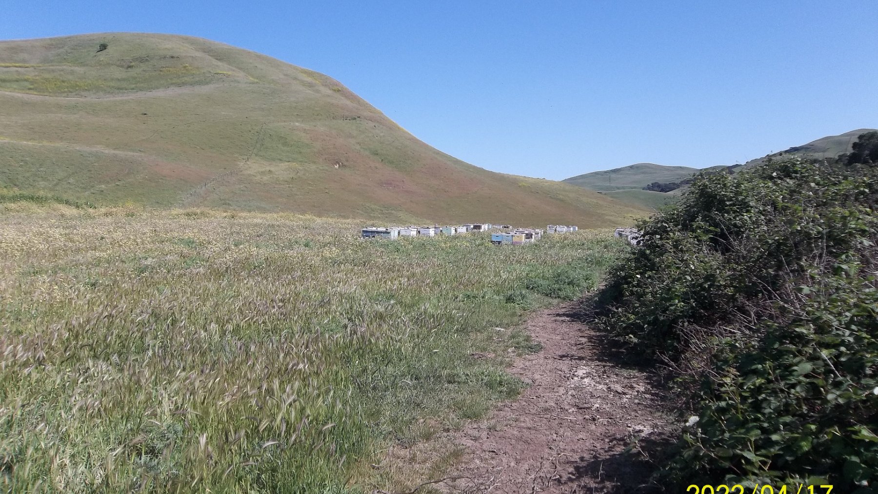 Row of wooden beehives standing in an open grassy field