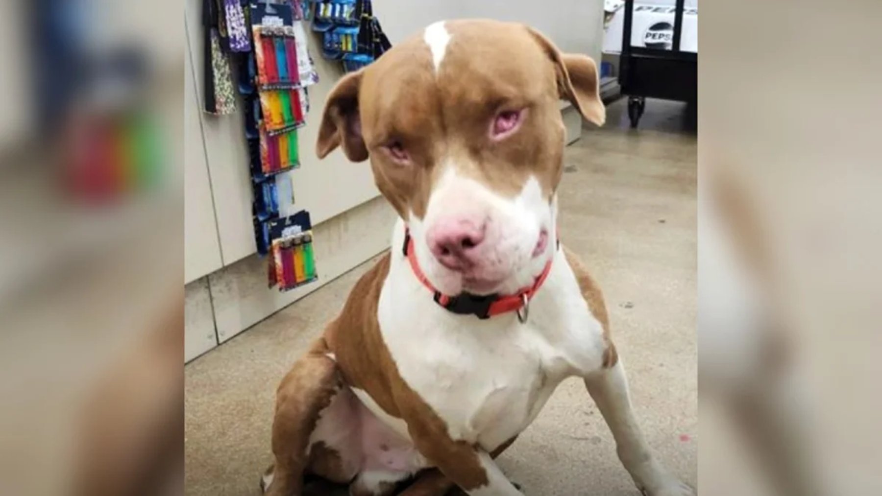 Brown and white dog with a collar sitting on the floor of a store aisle