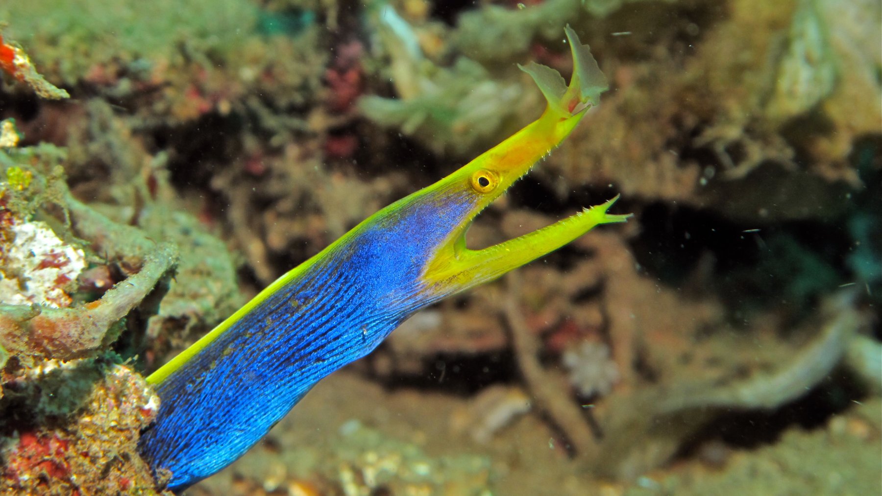 Blue and yellow ribbon eel emerging from the reef