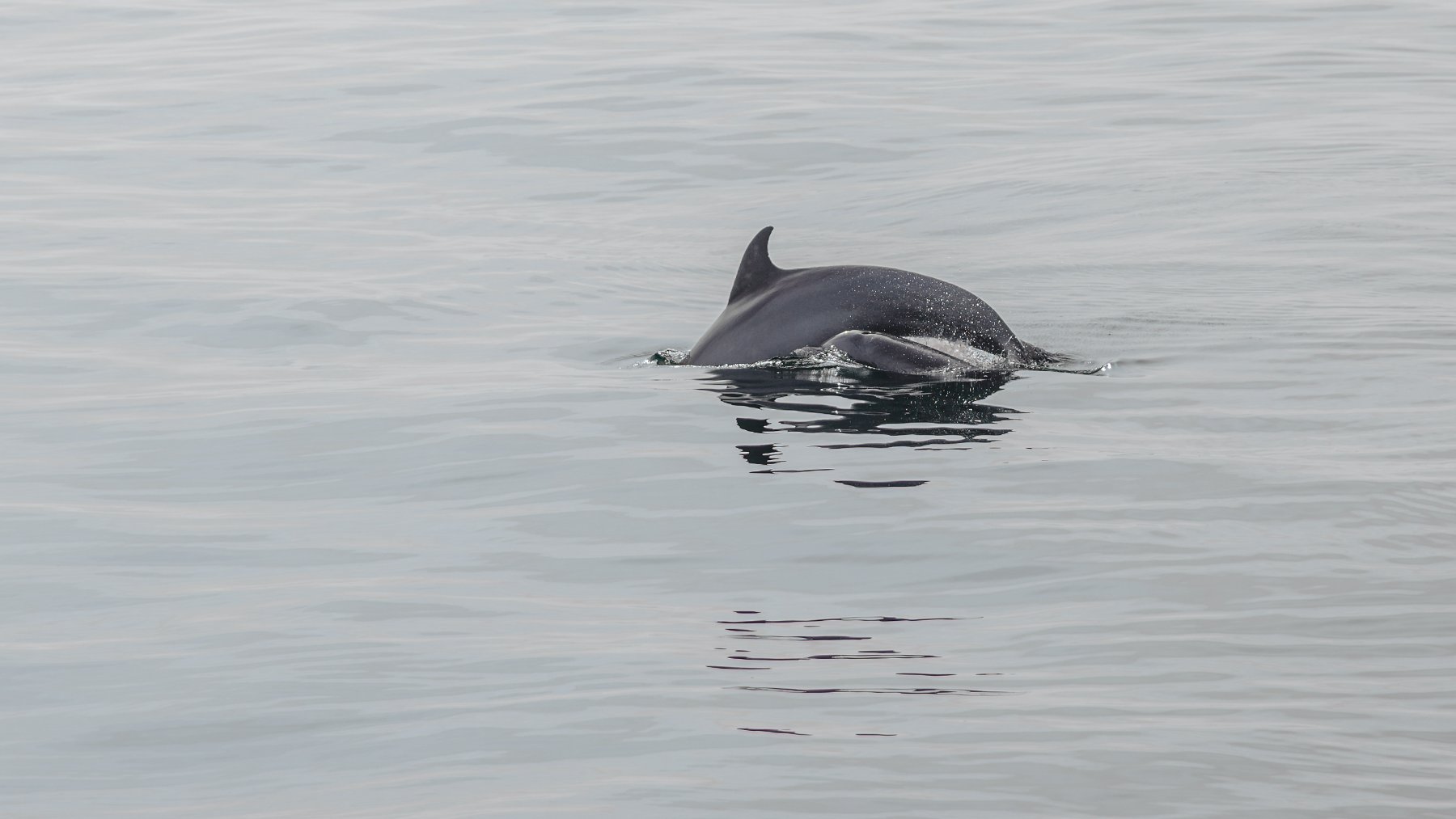 Bottlenose dolphin mother and calf surfacing together in the Gulf of Mexico