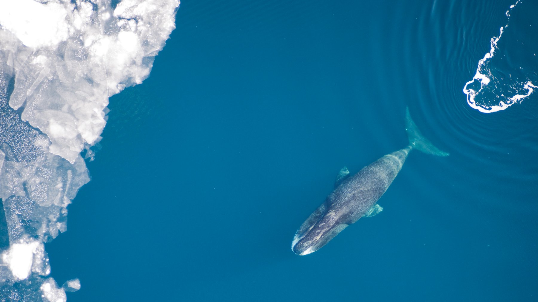 Bowhead whale surfacing among sea ice in the Arctic