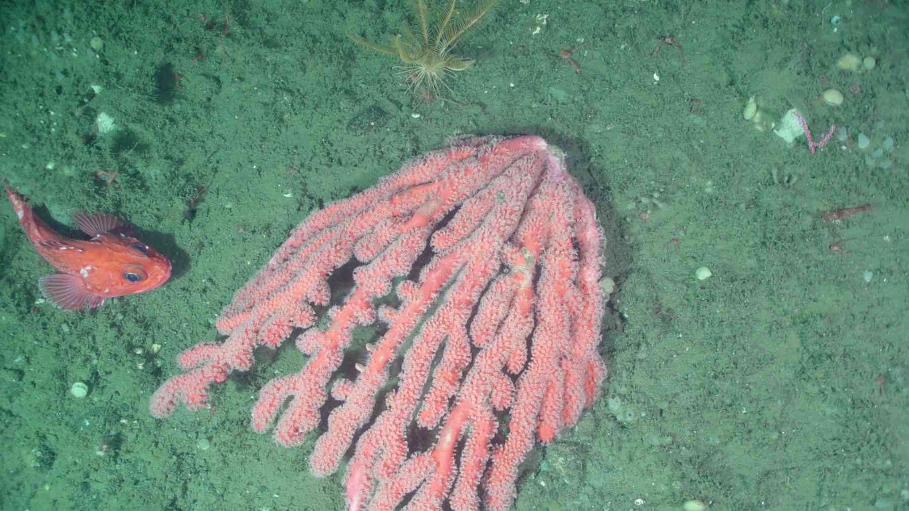 Bubblegum coral growing on the deep seafloor