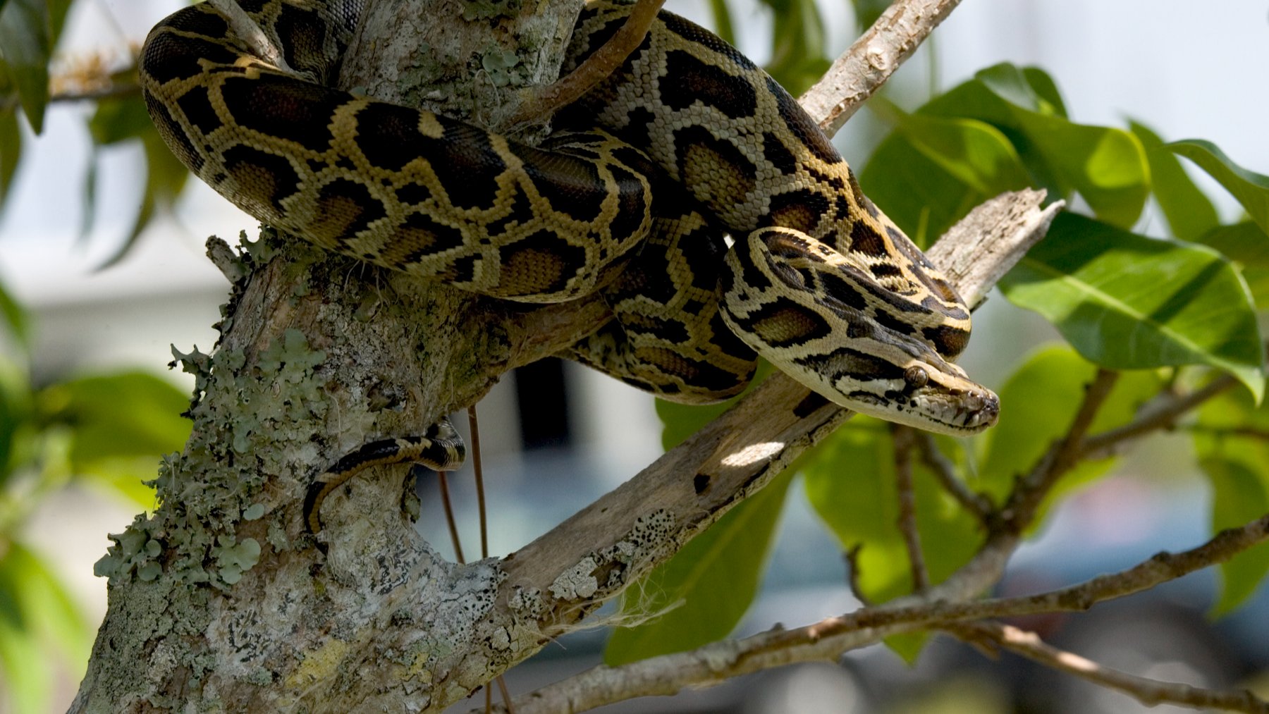 Burmese python coiled on the ground in Everglades National Park