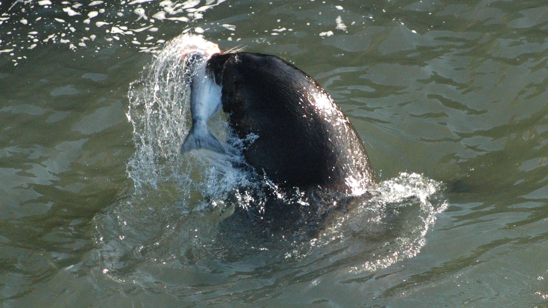A California sea lion surfacing in river water