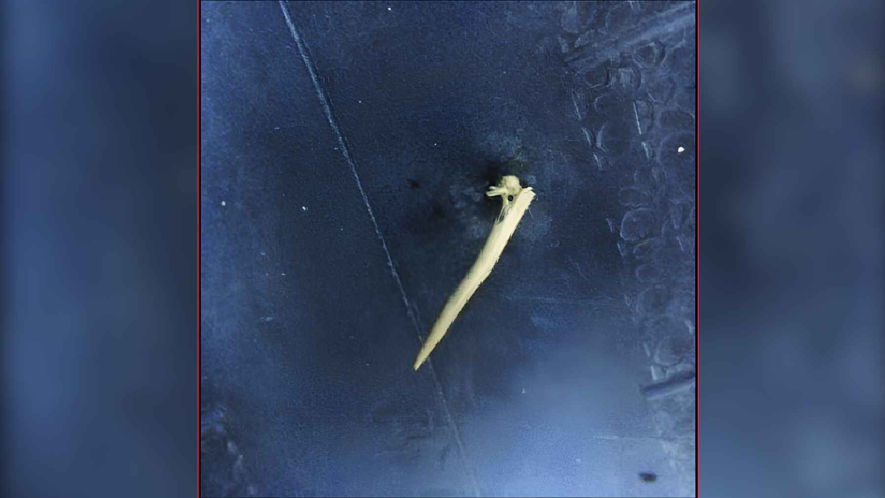 Callery pear thorn that punctured a tractor tire, viewed from inside the tire.