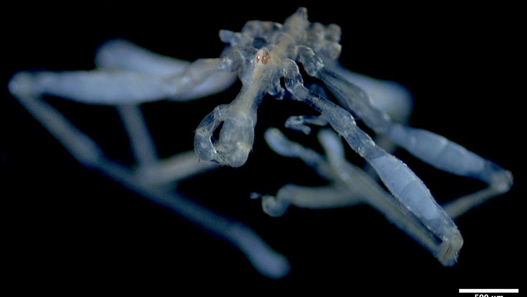 The new sea spider Callipallene pilosuspedes
