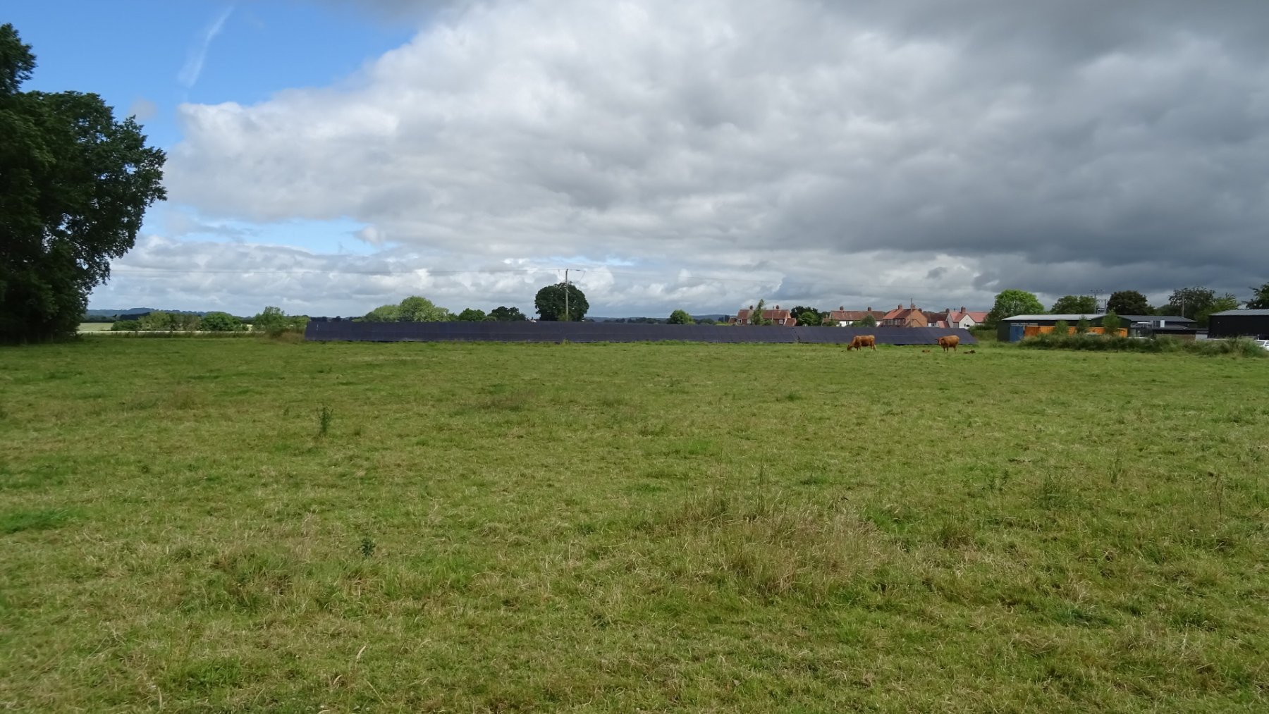Cattle grazing in a green field beside rows of solar panels