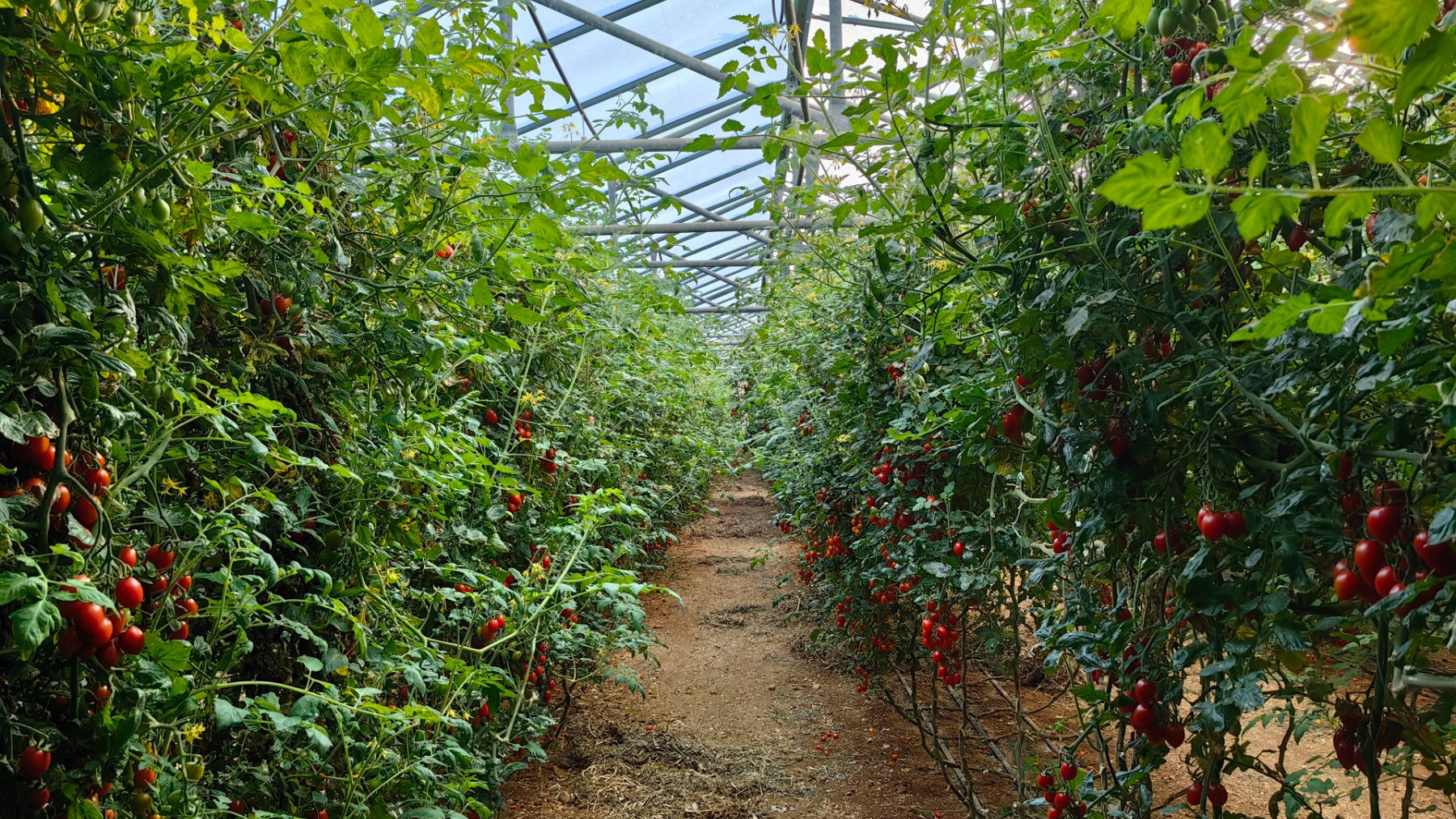 Rows of cherry tomato plants growing inside a greenhouse