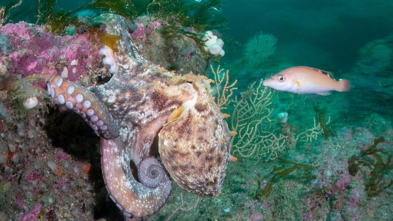 A common octopus crawls over a rocky reef beside a pink sea fan while a wrasse swims past