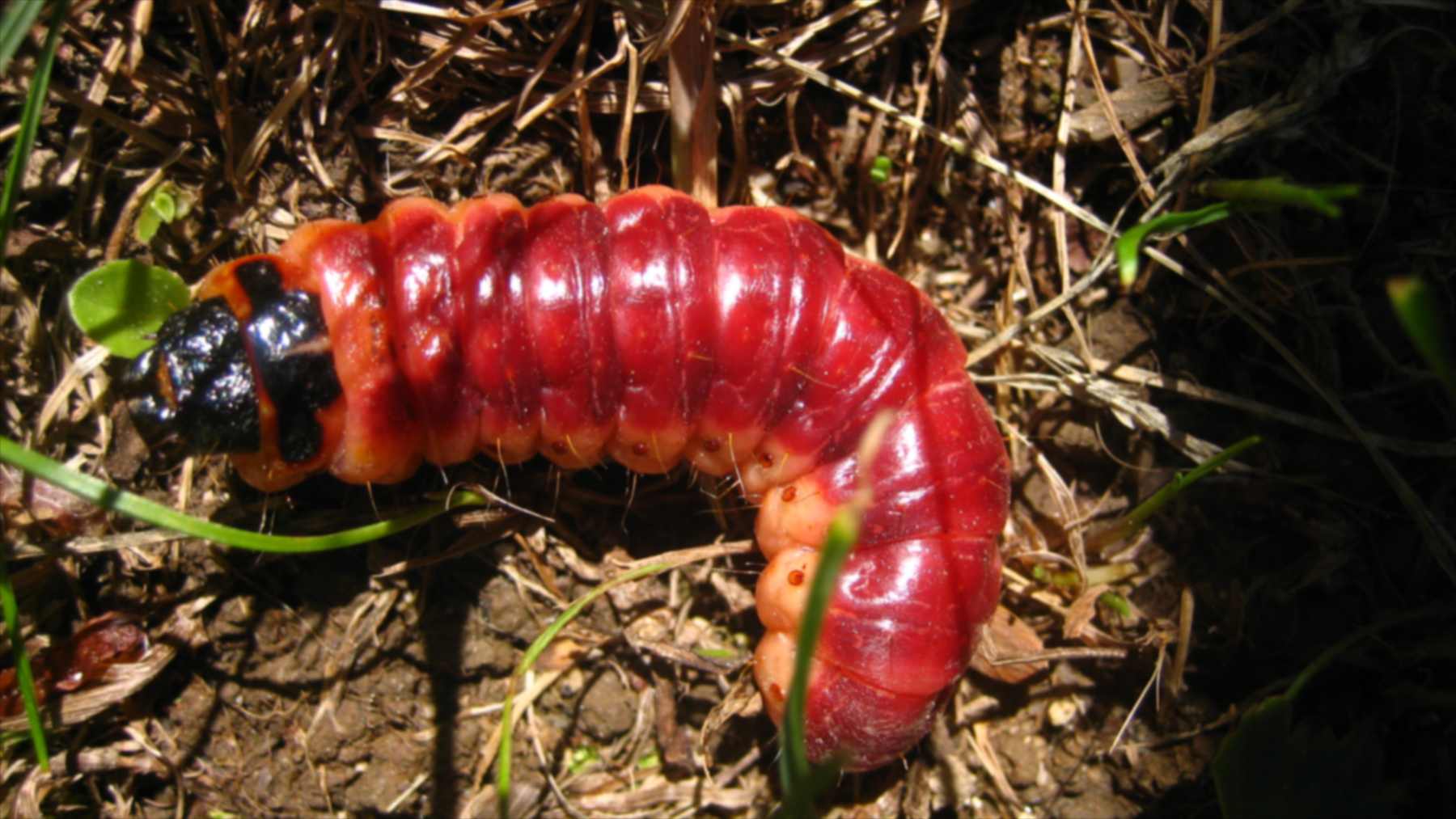 Goat moth caterpillar (Cossus cossus) on the ground