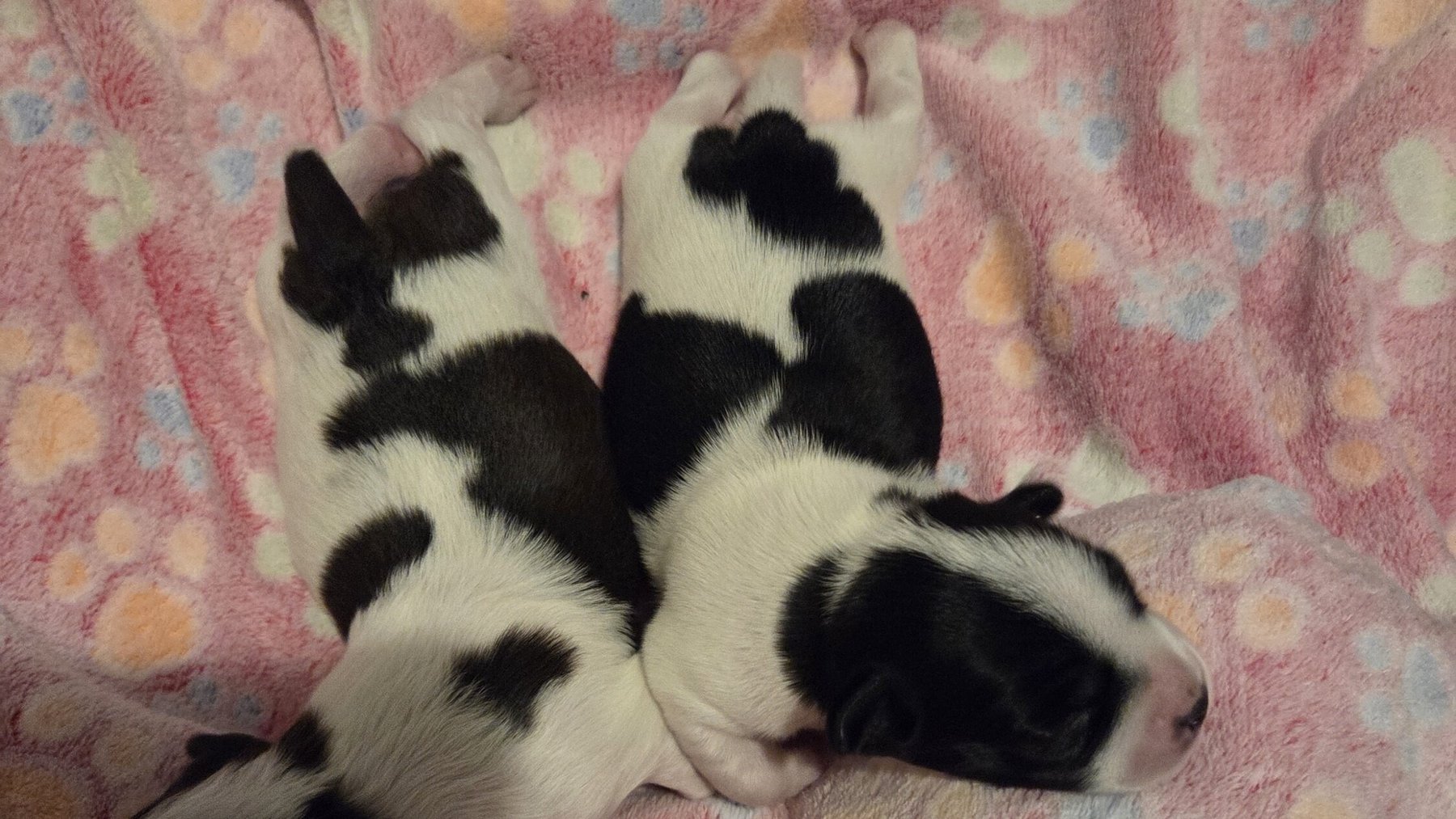 Two newborn black-and-white spotted puppies sleeping side by side on a pink paw-print blanket